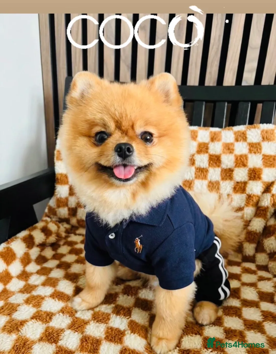 Pomeranian dogs for stud: 💙✨BLUE & HAZEL EYES 👀 EXPERIENCED POM STUDS🏆 - Advert 2