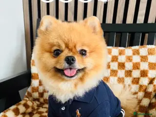 Pomeranian dogs 💙✨BLUE & HAZEL EYES 👀 EXPERIENCED POM STUDS🏆 - Advert 17
