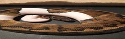 Python Snake reptiles for sale: Royal Python collection in Westcliff-on-Sea - Advert 4