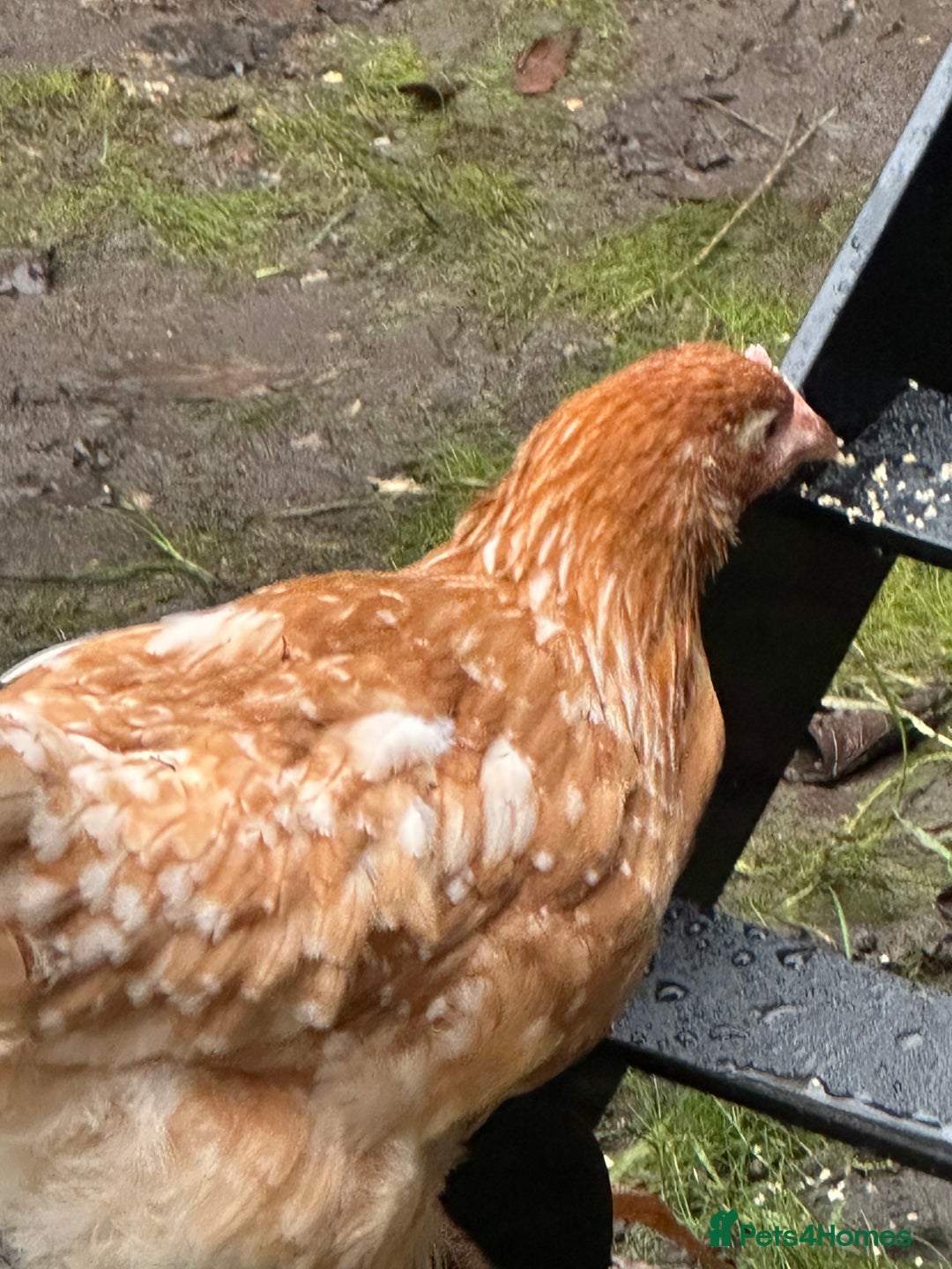 Chickens poultry for sale: Brown laying hen - Advert 5