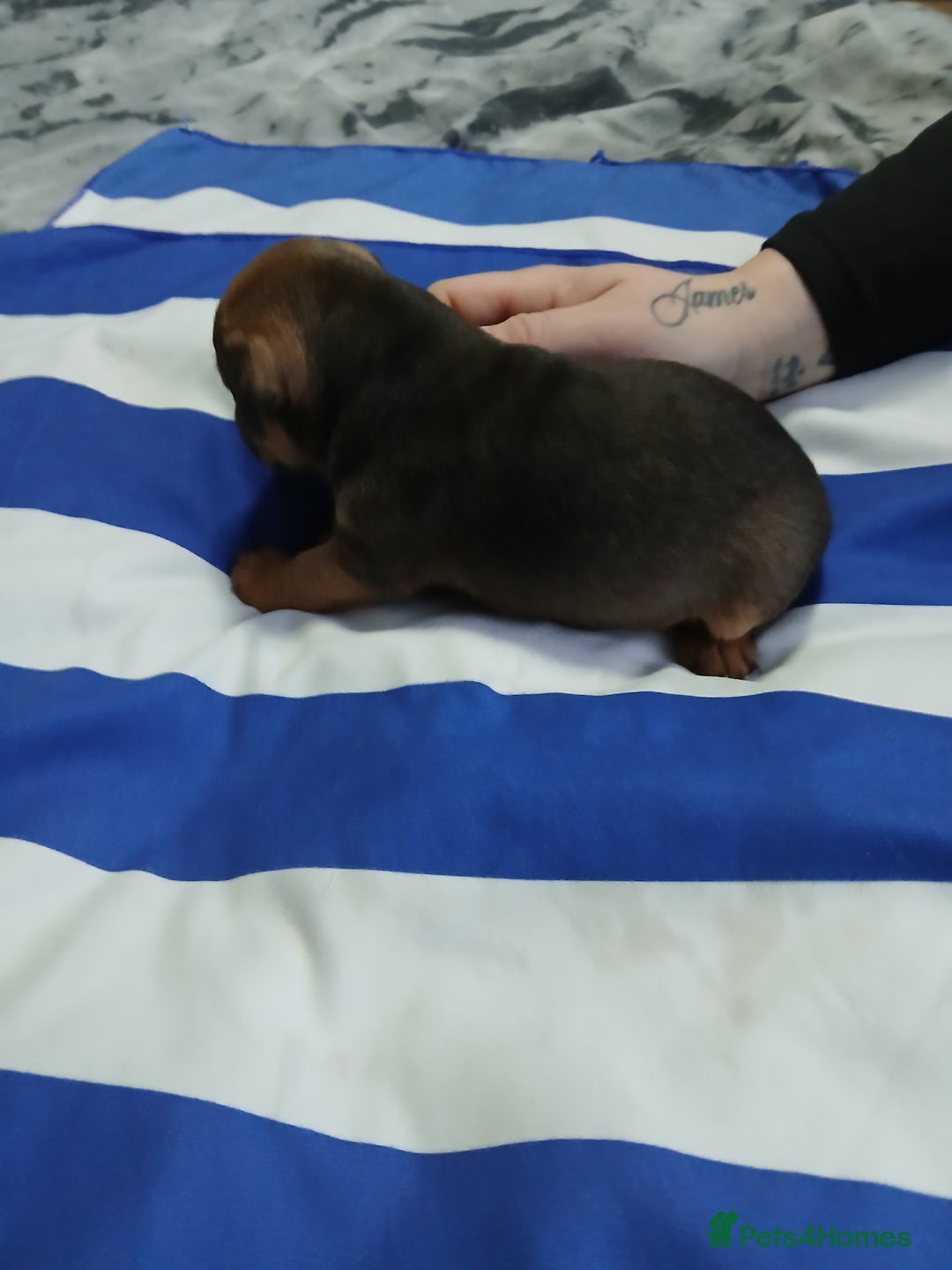 Patterdale Terrier dogs for sale: Puppies  - Advert 2