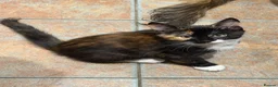 Mixed Breed cats for sale: Stunning kittens  - Advert 3