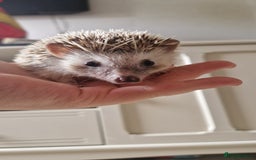 Pygmy Hedgehog rodents for sale: Oreo - male headgehog - Image 1