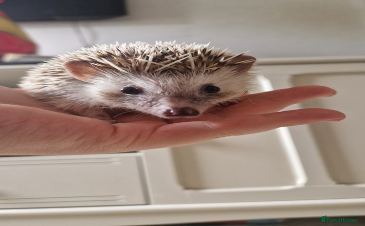 Pygmy Hedgehog rodents - Advert 3