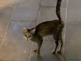 Mixed Breed cats ZIZI - SUNSHINE HAPPY Cat longish fur/TAIL FLUFFY - Advert 11