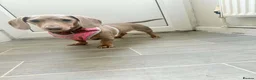 Miniature Dachshund dogs for sale: 4 gorgeous mini dachshund puppies  - Advert 4