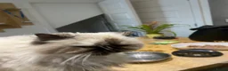 Persian cats for sale: Poppy - Advert 4