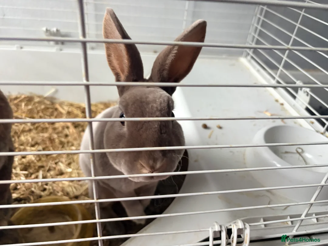 Rex rabbits for sale: 2 male mini Rex rabbits for sale  - Advert 5
