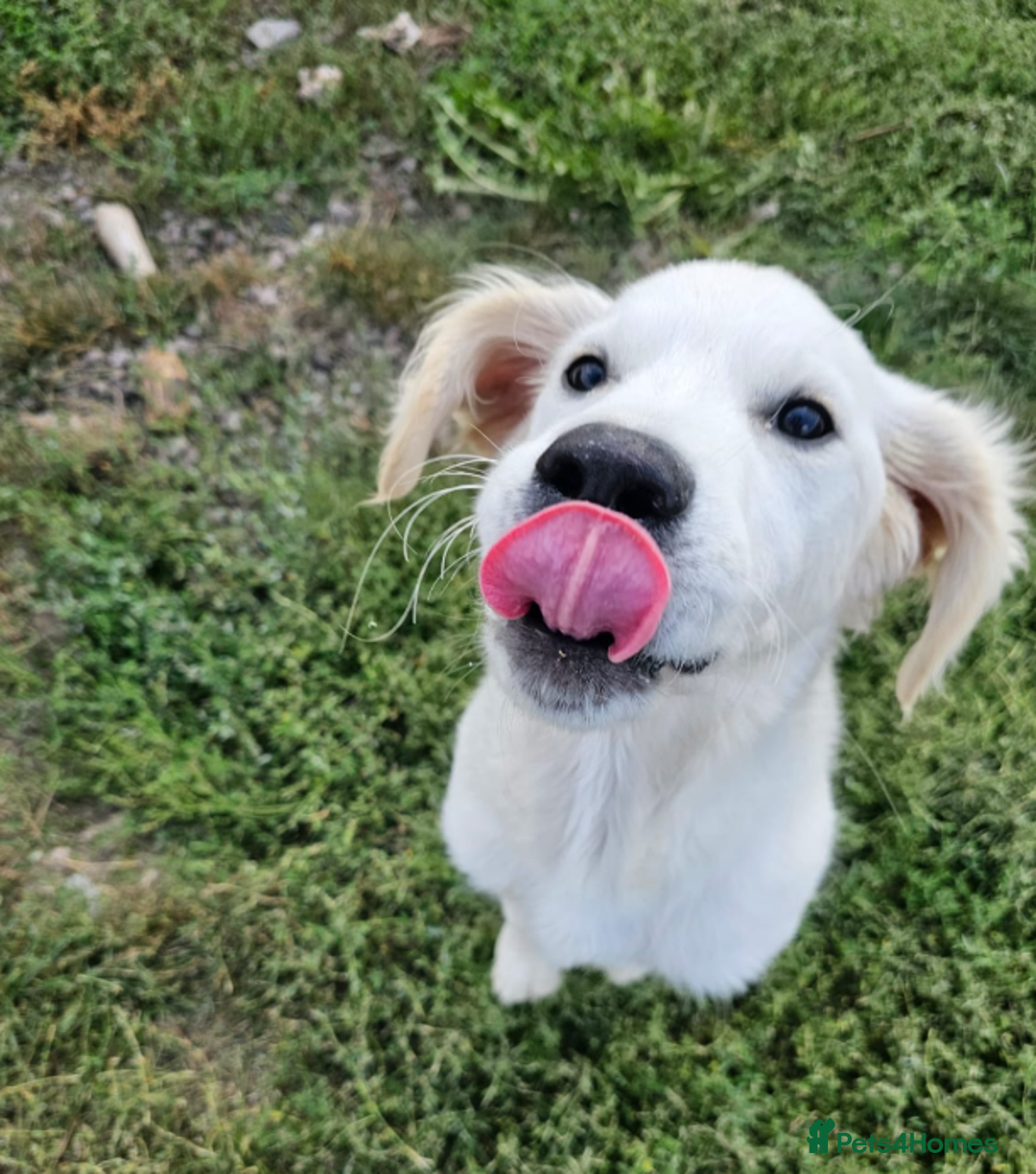 Golden Retriever dogs for sale: Trained Golden Retriever  - Image 2