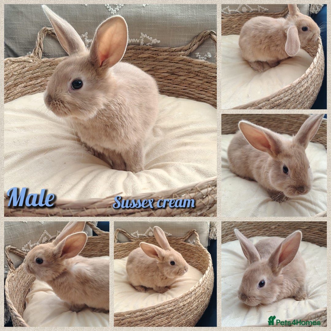 Mini Lop rabbits for sale: Lovely Mini plush lop babies  - Image 5