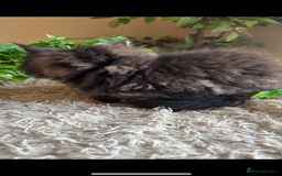 Maine Coon cats for sale: Beautiful GCCF Maine Coon kittens - Advert 24