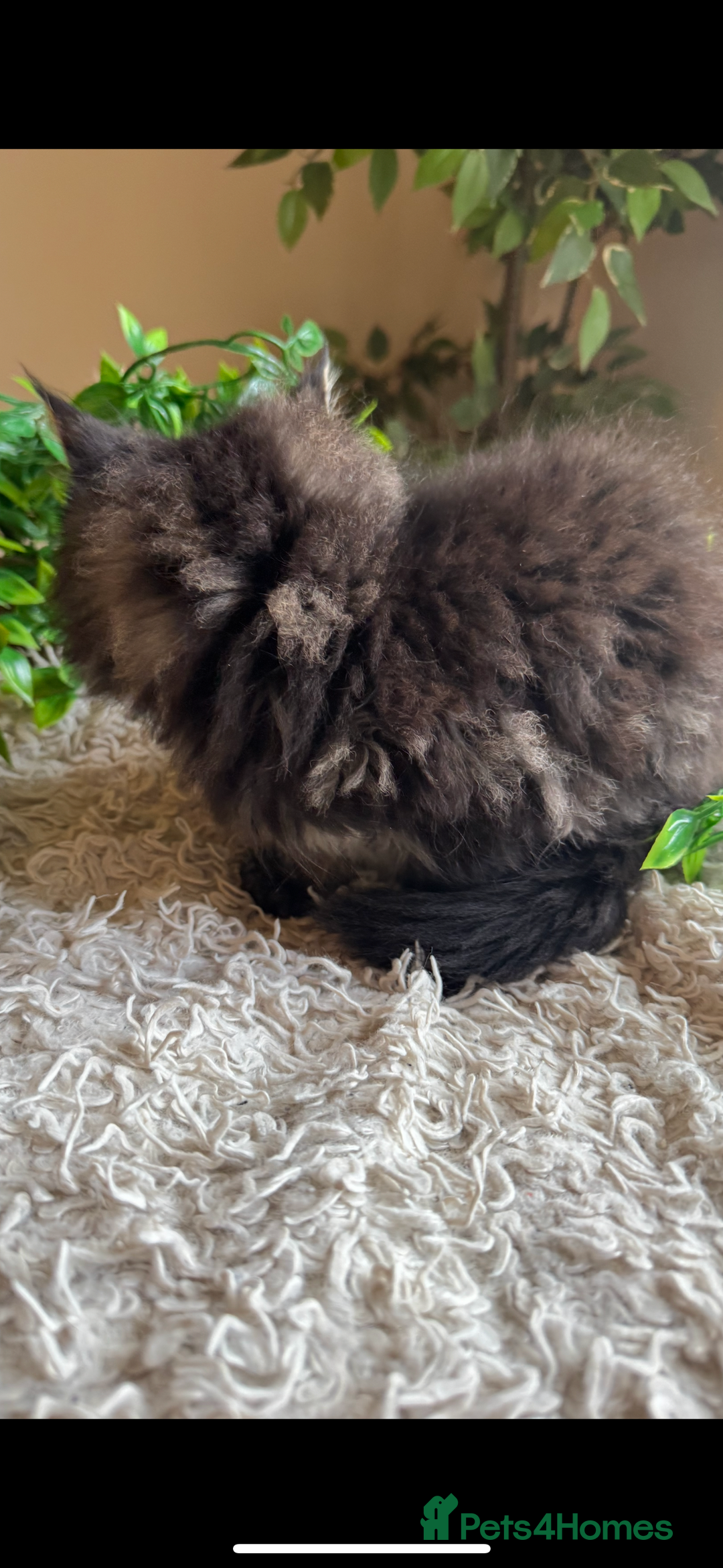 Maine Coon cats for sale: Beautiful GCCF Maine Coon kittens - Advert 24