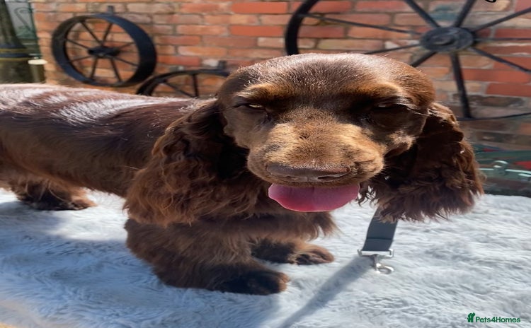 Cocker Spaniel dogs in Holywell - Advert 5