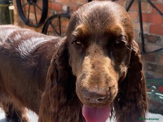 Cocker Spaniel dogs in Holywell - Advert 18