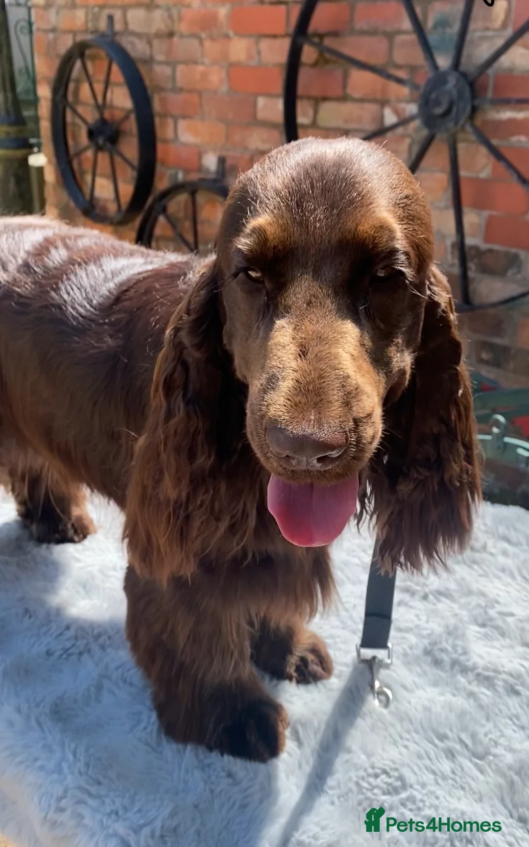 Cocker Spaniel dogs for stud: TRUE TO TYPE- Solid Chocolate Show Cocker Stud in Holywell - Advert 1