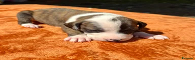 Lurcher Puppy 6