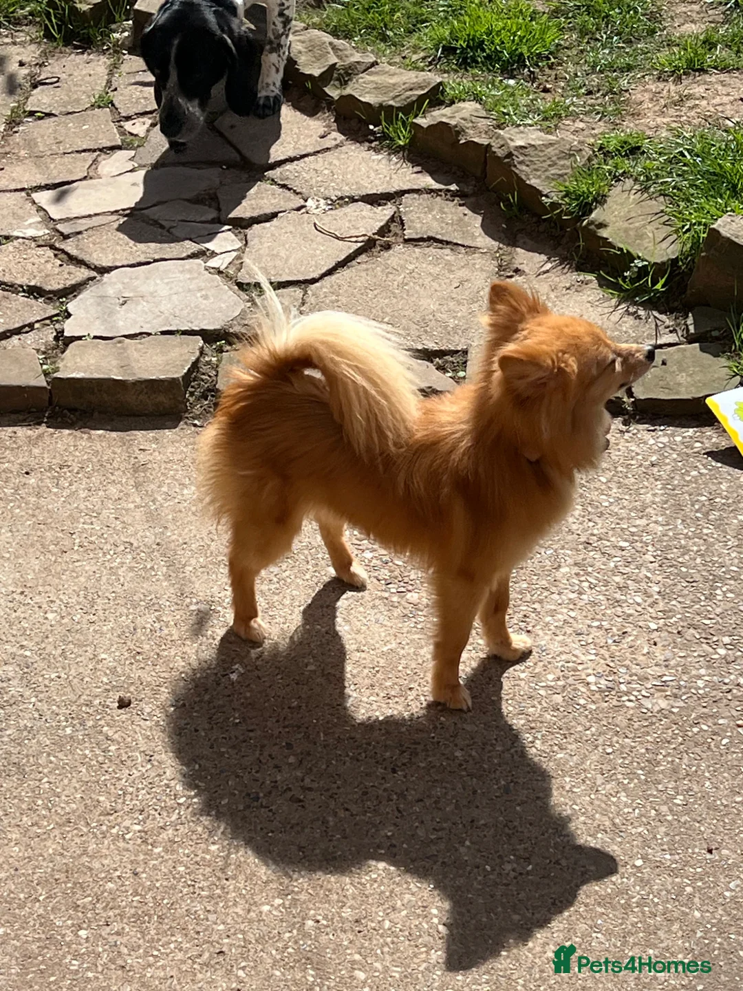 Pomeranian dogs for sale: Pomeranian Female for rehoming  in Derby - Advert 3