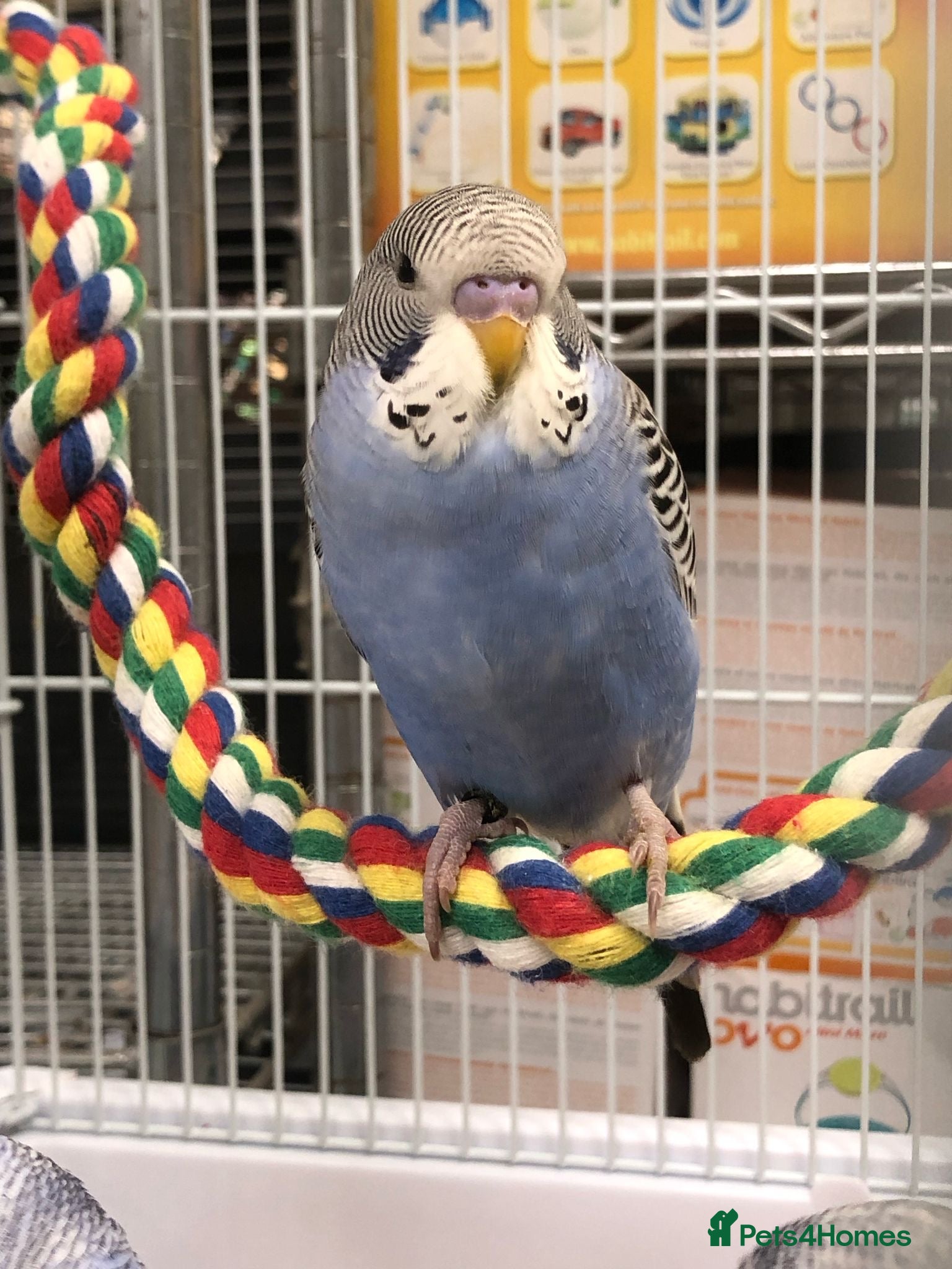 Budgerigars birds 2 male budgies - Advert 1