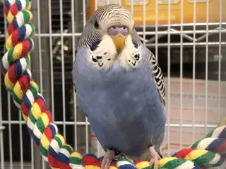 Budgerigars birds 2 male budgies - Advert 1