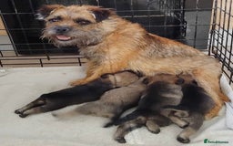 Border Terrier dogs for sale: Border terrier puppies  - Image 2