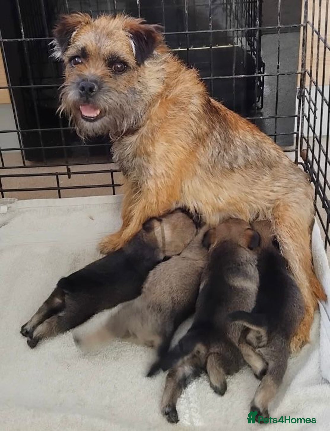 Border Terrier dogs for sale: Border terrier puppies  - Image 2
