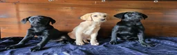 Labrador Retriever dogs for sale: Gorgeous litter of labrador puppies  - Advert 12