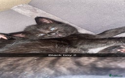 Domestic Shorthair cats for sale: Beautiful black and white and black kittens  - Image 4