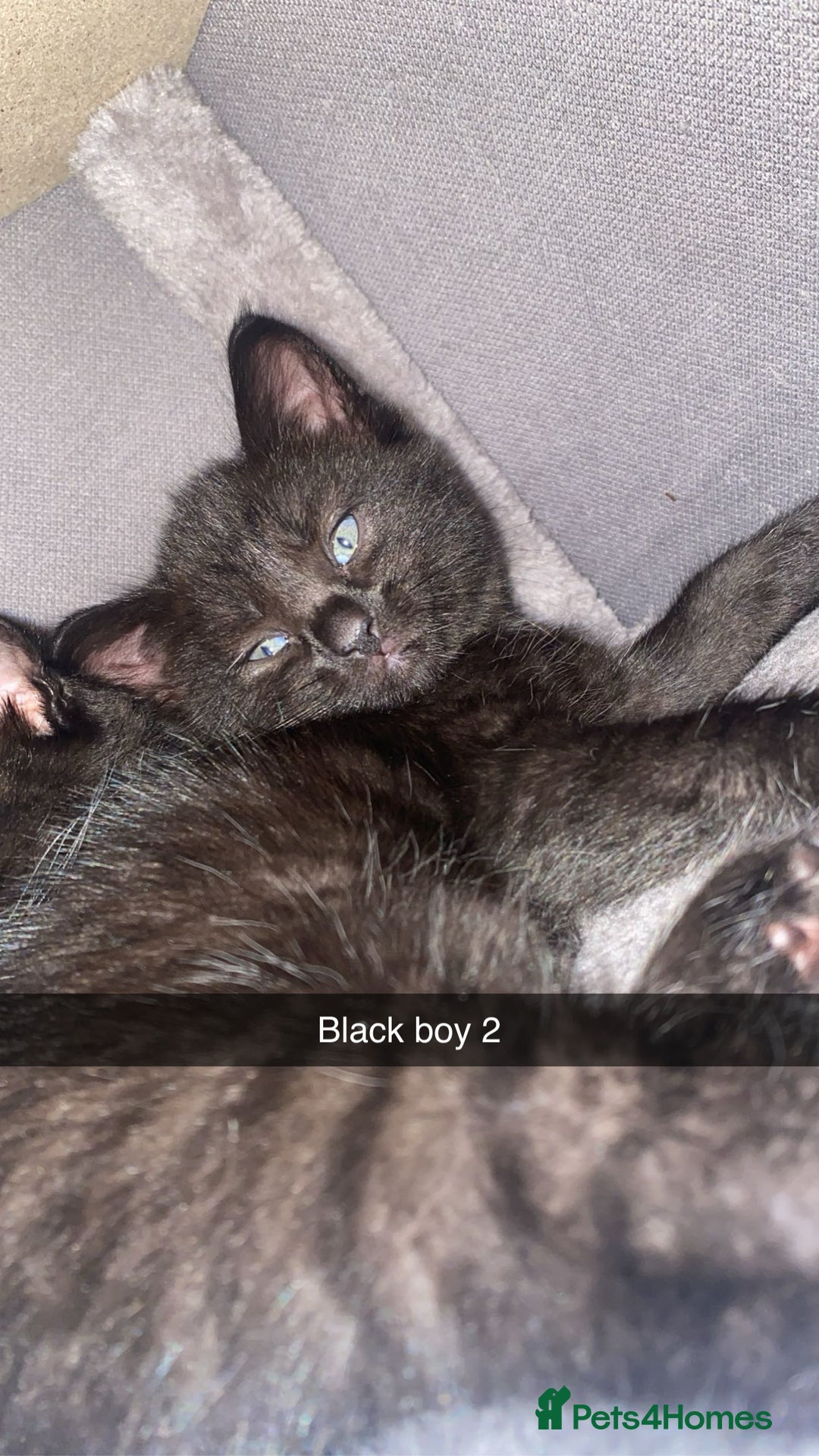 Domestic Shorthair cats for sale: Beautiful black and white and black kittens  - Image 4