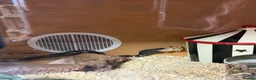 King Snake reptiles for sale: Mexican king snake  in Hartlepool - Advert 7