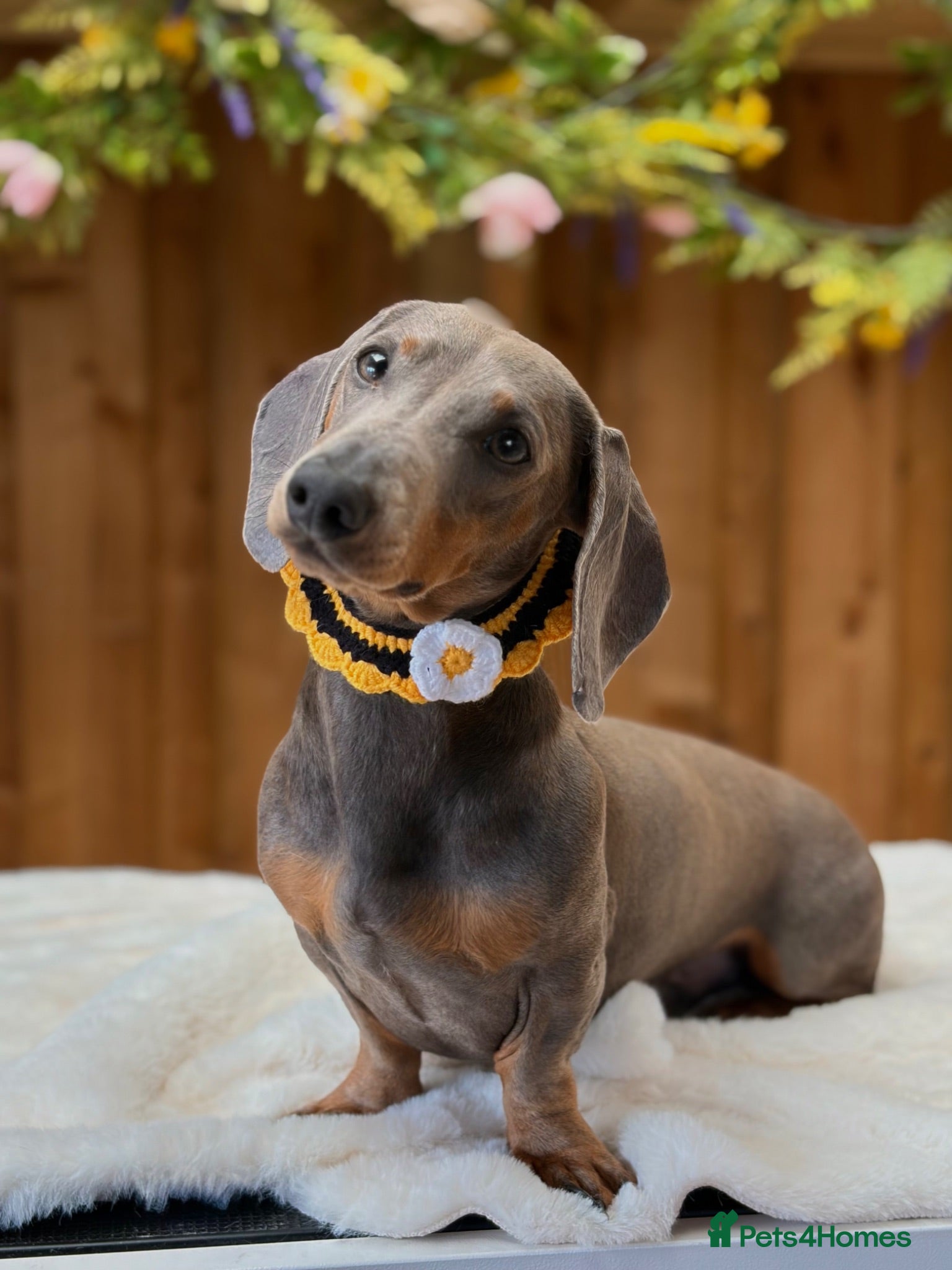 Miniature Dachshund dogs Charming Chipotle Looking For Forever Home  - Advert 1