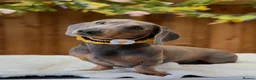 Miniature Dachshund dogs for sale: Charming Chipotle Looking For Forever Home  - Advert 1