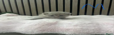 British Shorthair 2