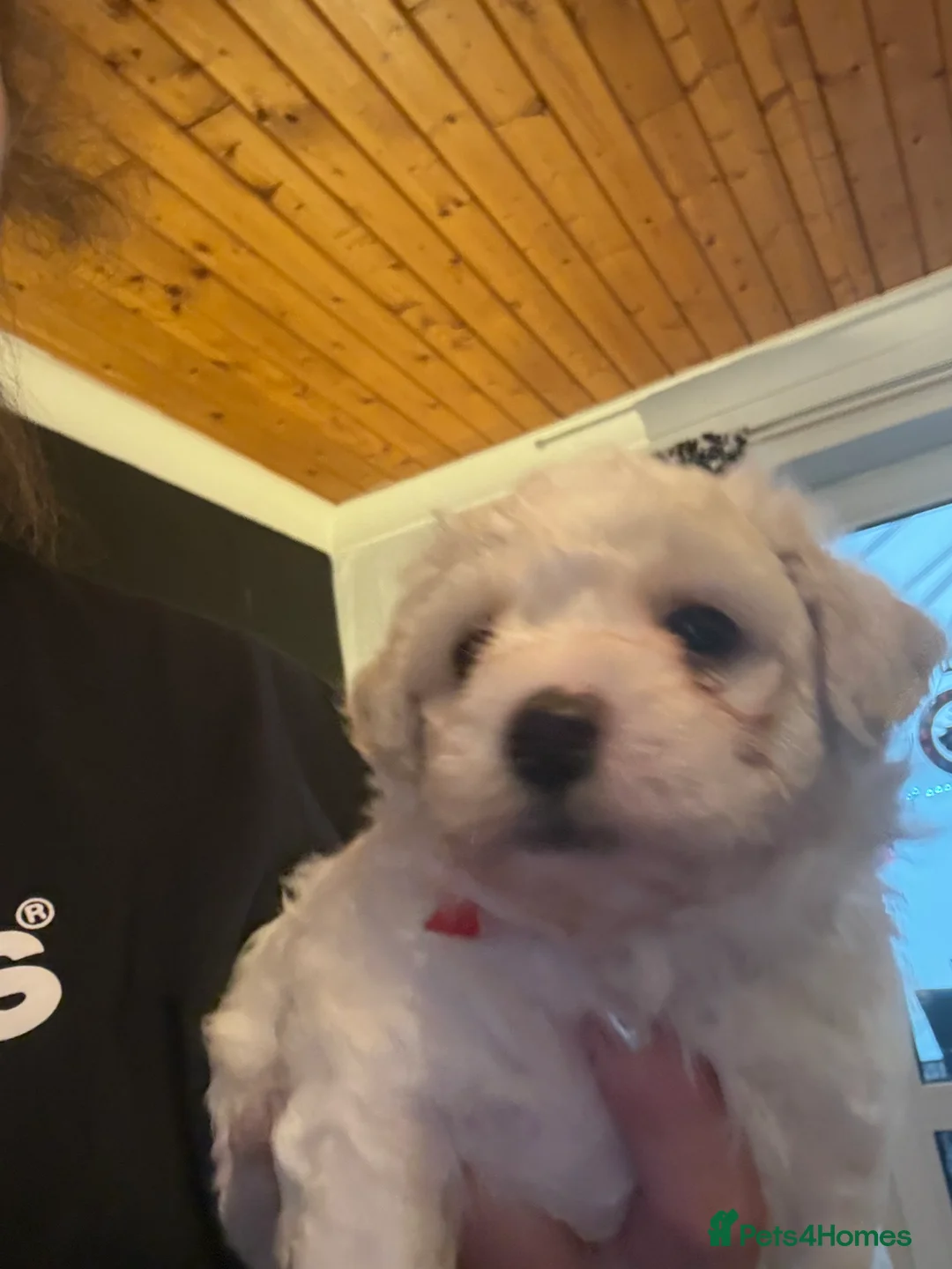 Mixed Breed dogs for sale:  Cavapoochon   - Advert 13