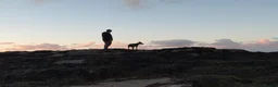 Lurcher dogs for sale: Loki - 5 year old lurcher boy in Holyhead - Advert 16