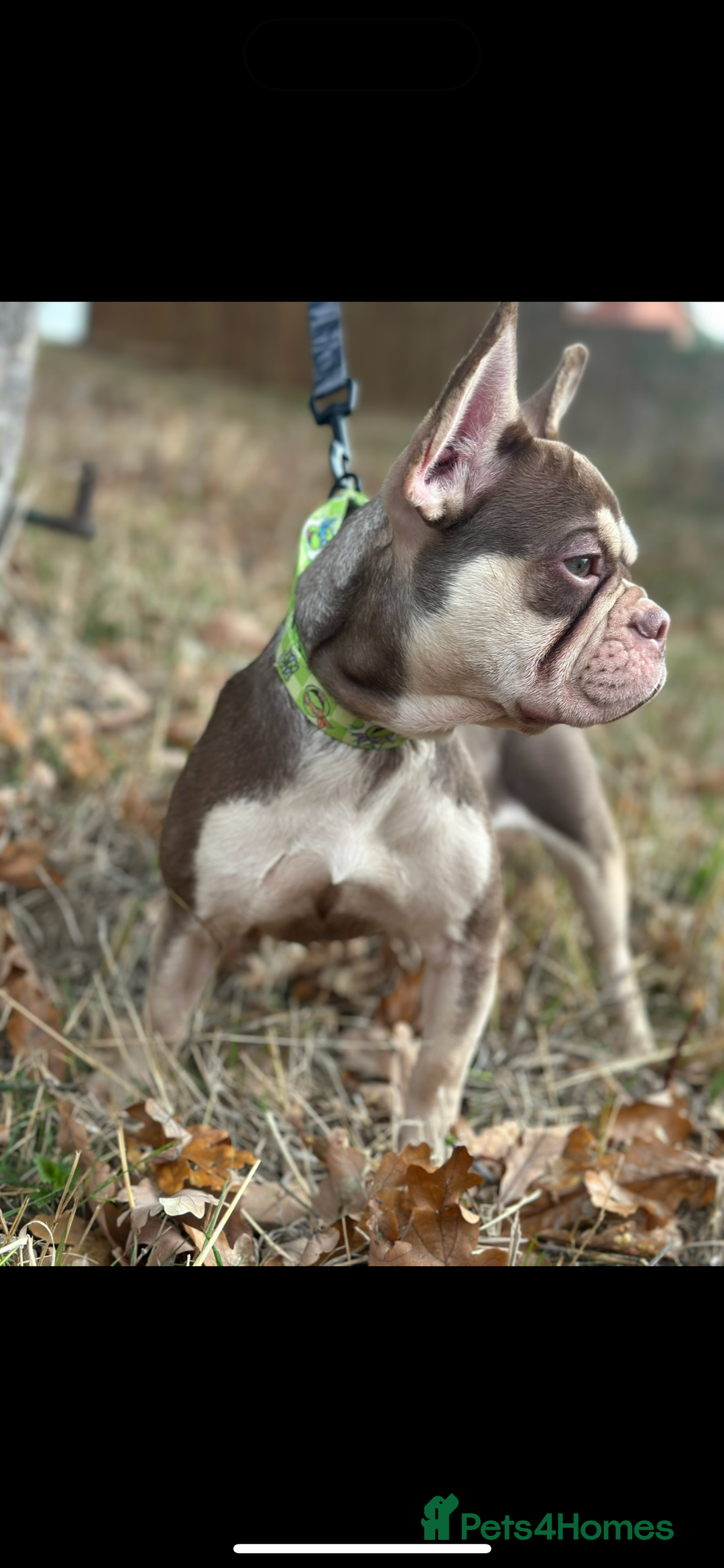 French Bulldog dogs for sale: ROJO TAN FEMALE - Advert 4