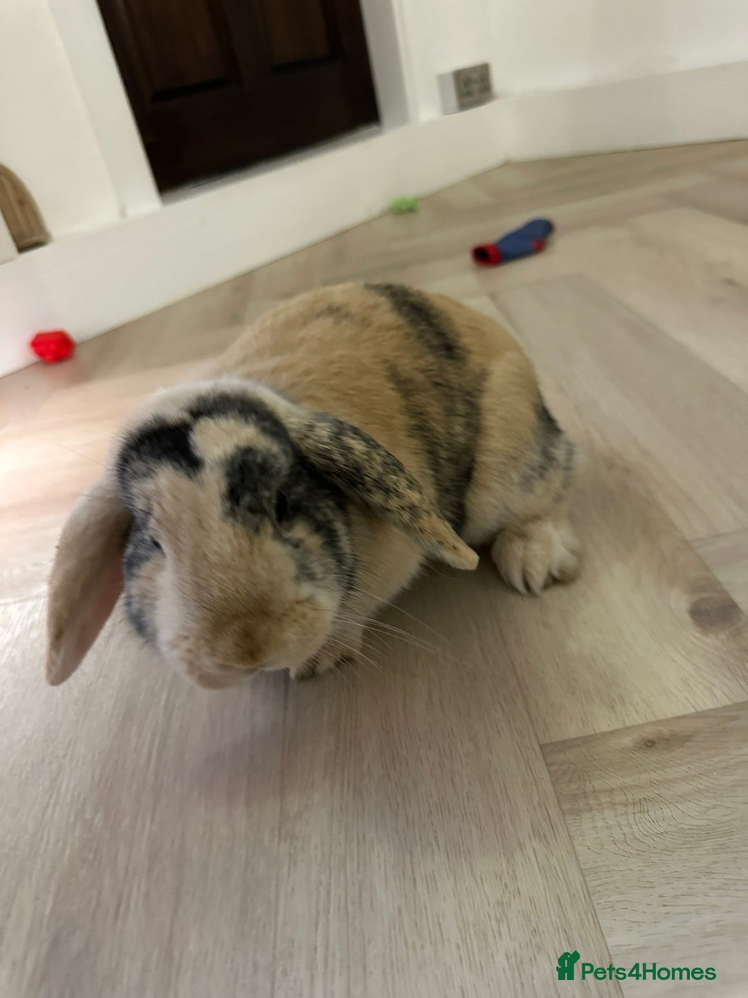 Dwarf Lop rabbits for sale: 2 Female Dwarf Lop Rabbits - Advert 1