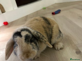 Dwarf Lop rabbits 2 Female Dwarf Lop Rabbits - Advert 1