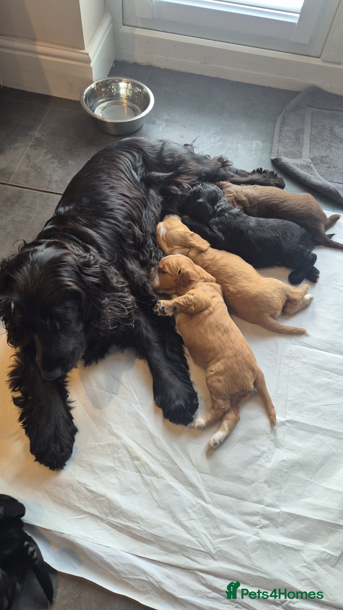 Sprocker dogs Beautiful Sprocker Puppies Seeking Forever Homes - Advert 5