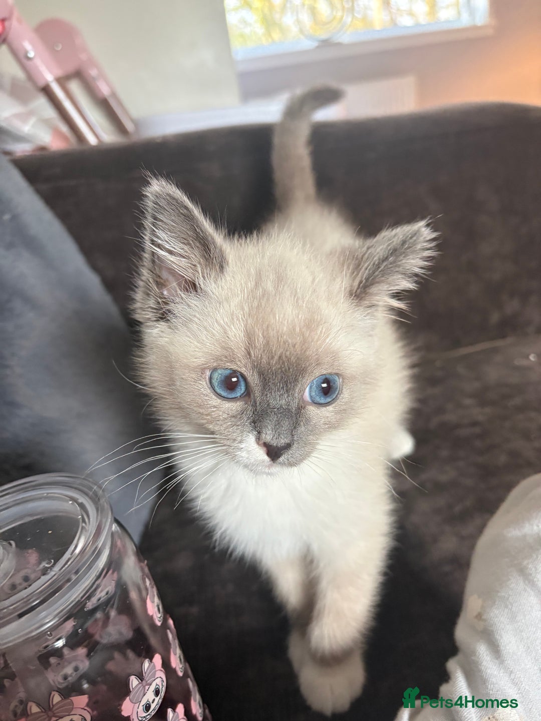 Ragdoll cats for sale: Ragdoll Kitten  - Advert 2