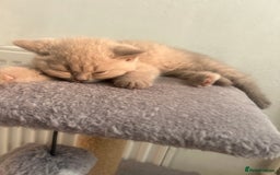 British Shorthair cats for sale: British shorthair kittens - Image 8