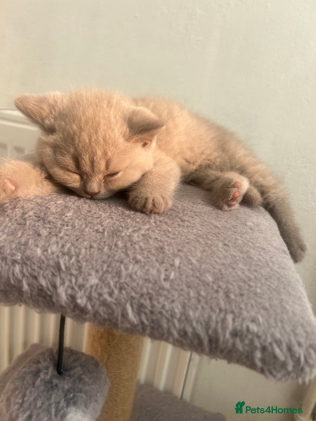 British Shorthair cats for sale: British shorthair kittens - Image 8