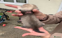 Ferret rodents for sale: Ferret kits and adults of va ages read descr  - Image 9