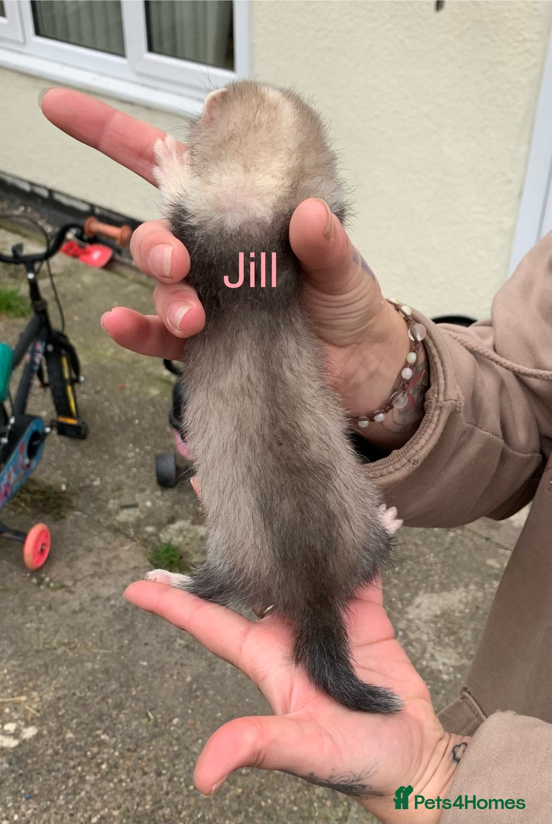 Ferret rodents for sale: Ferret kits and adults of va ages read descr  - Image 9