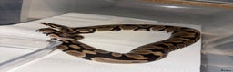 Python Snake reptiles for sale: BP mix - Advert 2