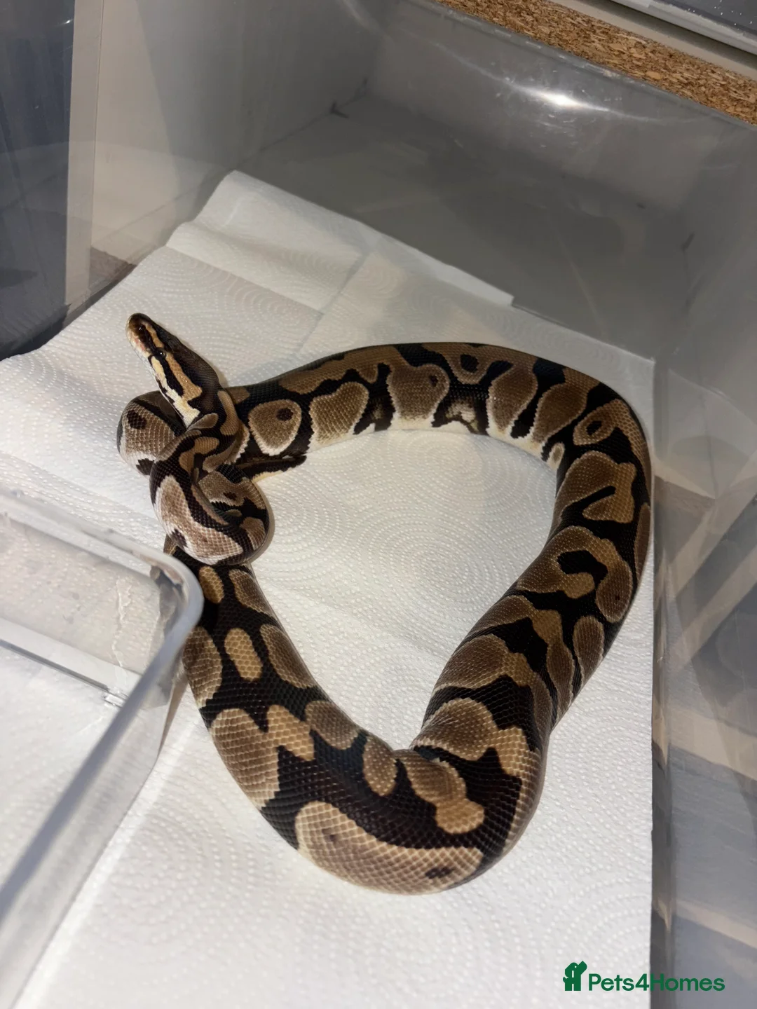 Python Snake reptiles for sale: BP mix - Advert 2