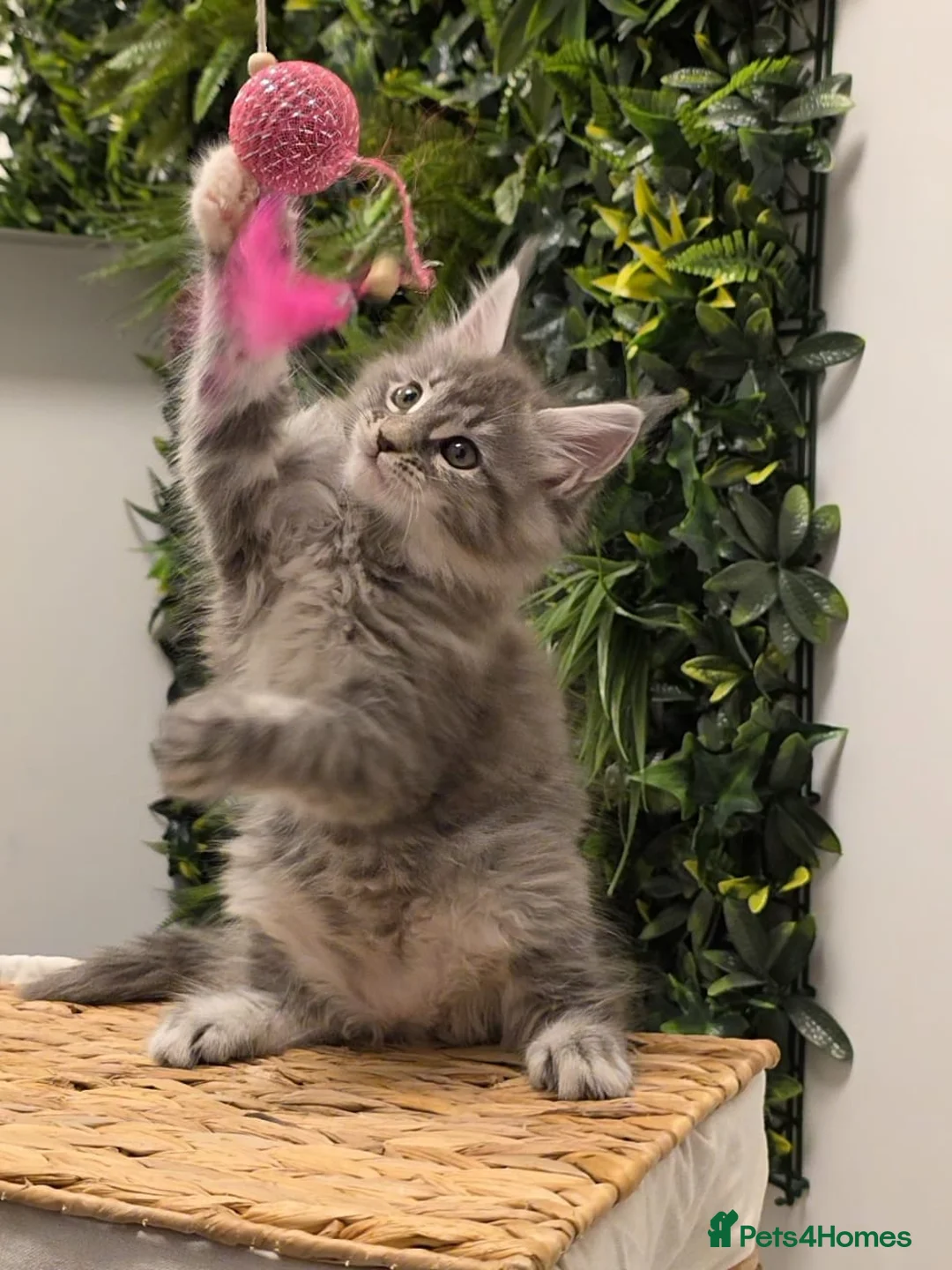 Maine Coon cats for sale: BEAUTIFUL MAINE COON KITTENS - Advert 11