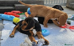 Bocker dogs for sale: Beautiful Bocker Boys - Ready Now - Image 20