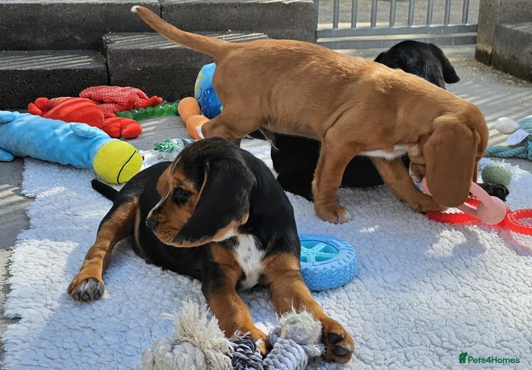 Bocker dogs for sale: Beautiful Bocker Boys - Ready Now - Image 20