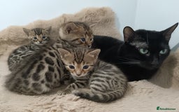 Bengal cats for sale: Tica RG F5 pure bengals - Image 17