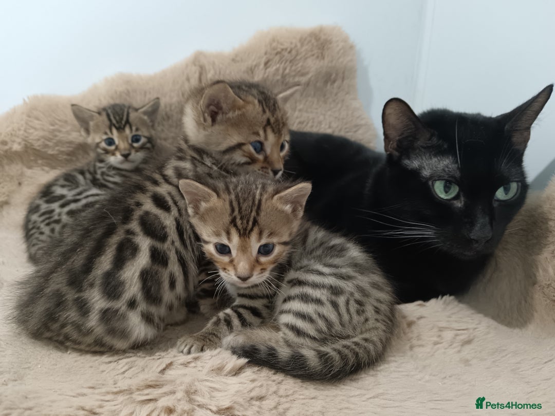Bengal cats for sale: Tica RG F5 pure bengals - Image 17